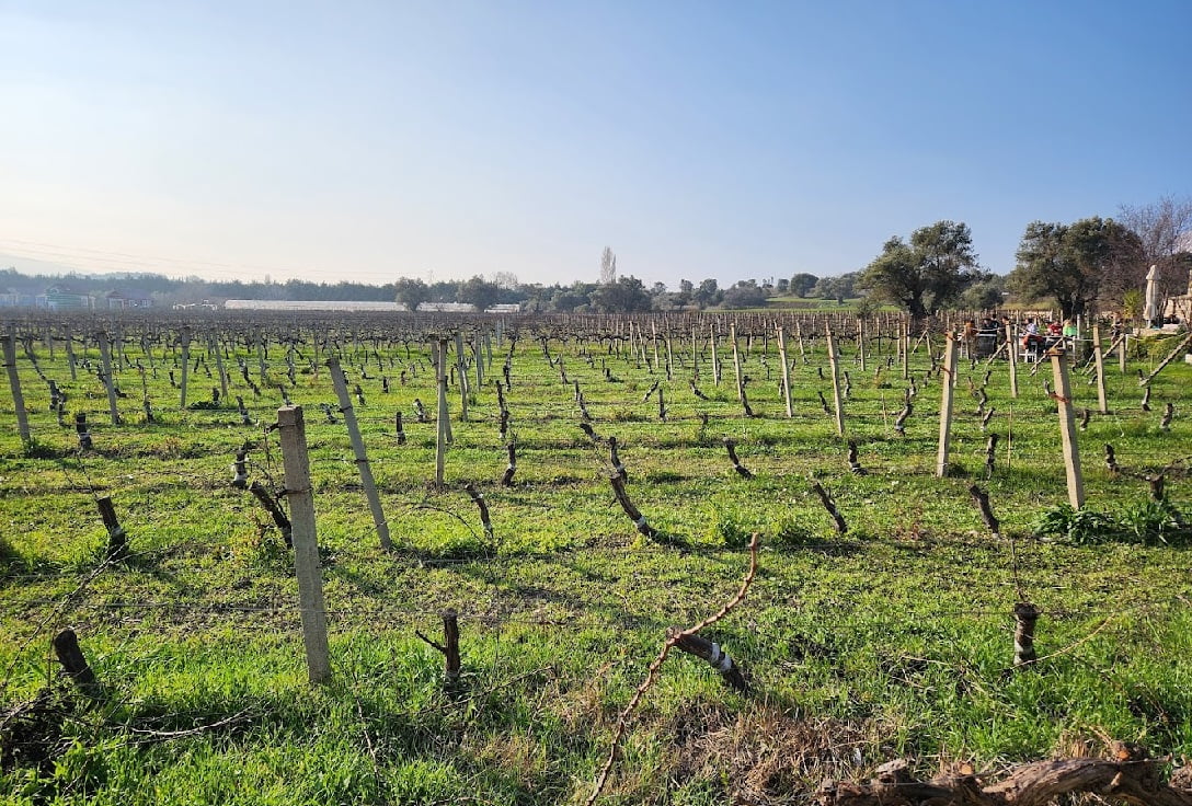 Urlice Vineyard Şarap Bağları