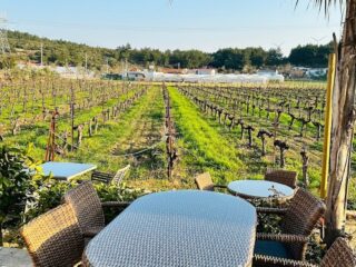 Çakır Winery İzmir Urla