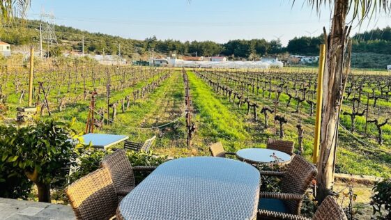 Çakır Winery İzmir Urla