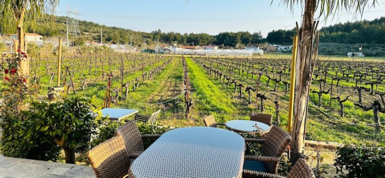 Çakır Winery İzmir Urla