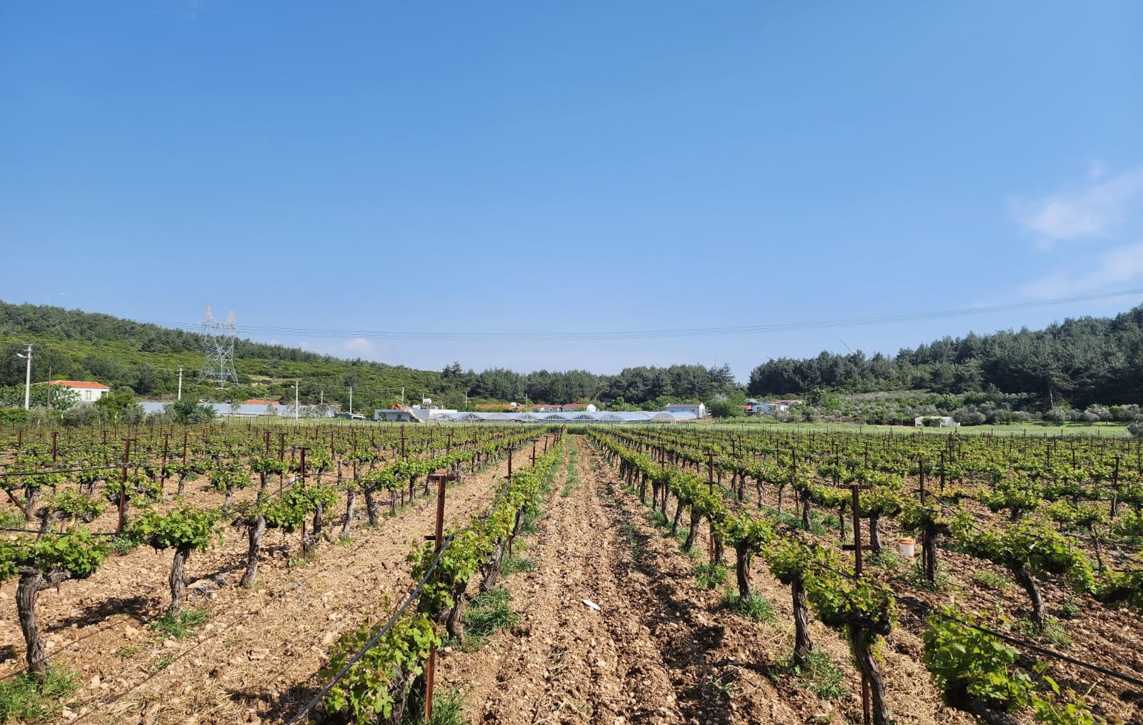 Çakır Winery İzmir Urla Bağlar